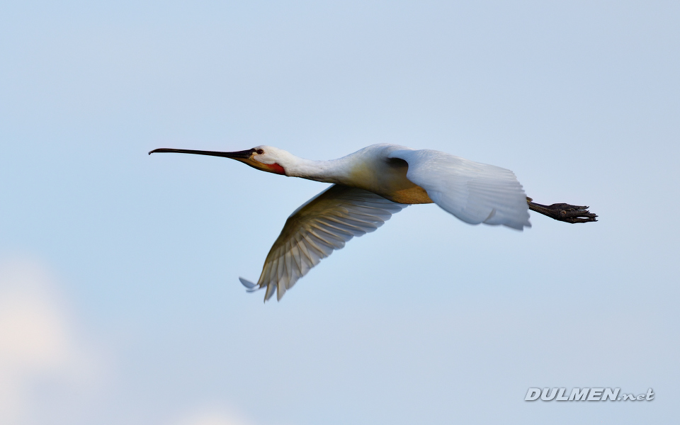 01 Eurasian spoonbill (Platalea leucorodia)